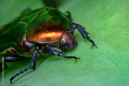 Rose chafer, Cetonia aurata, isolated on white background. Beautiful iridescent beetle. Extreme macro.