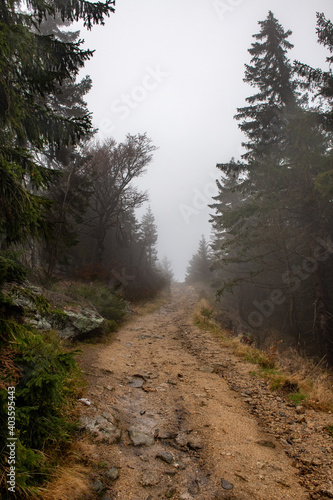 Leśna ścieżka jesienią jest dość niebezpieczna. Wilgotne kamienie są bardzo śliskie