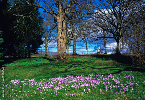 Early spring crocus flowering in country garden