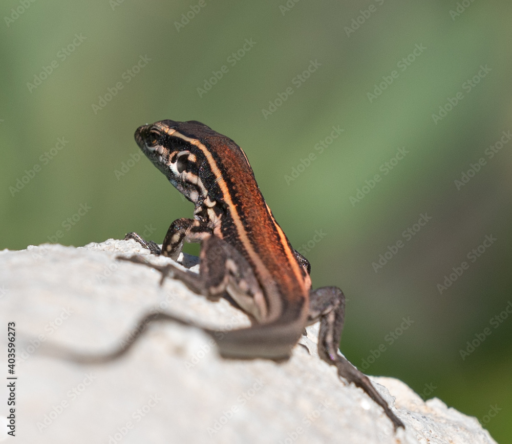 Lizards of La Gomera and La Palma (Canary Islands) Lizards of La Gomera and La Palma (Canary Islands)