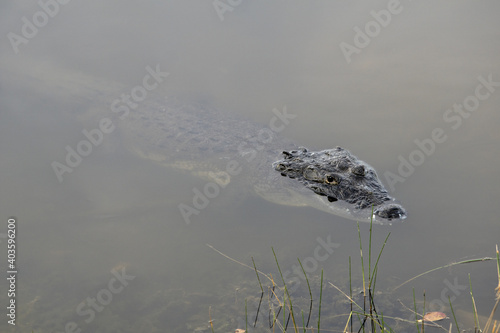 Guatemala, Central America: Crocodile swimming in the water