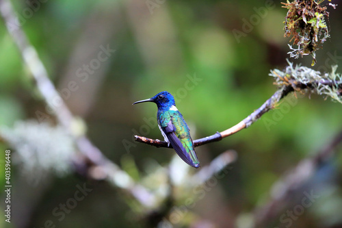 White-necked jacobin (Florisuga mellivora) in Ecuador