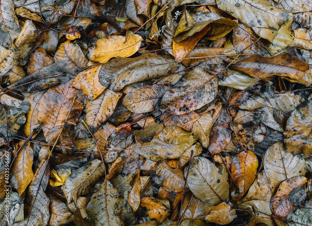 Texture, background of wet and dry autumn fallen leaves of brown walnut after the rain. Deadwood, top view.