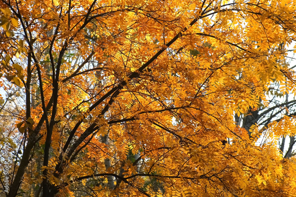 Beautiful huge tree in park. Golden, yellow and orange leaves on branches of mountain ash on blue sky background in autumn season. Beautiful huge tree in park. Golden, yellow and orange leaves on branches of mountain ash on blue sky background in autumn season.