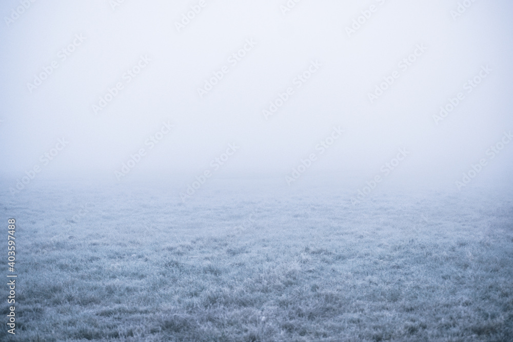 Frozen grass on foggy meadow Frozen grass on foggy meadow
