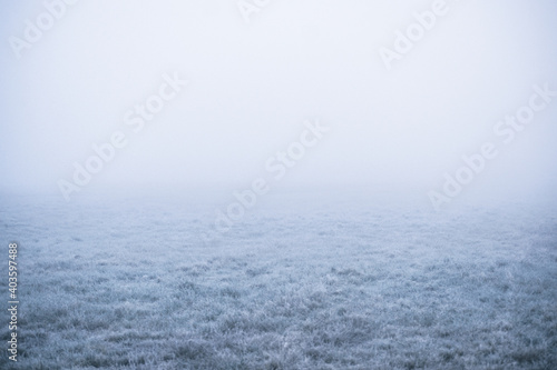 Frozen grass on foggy meadow