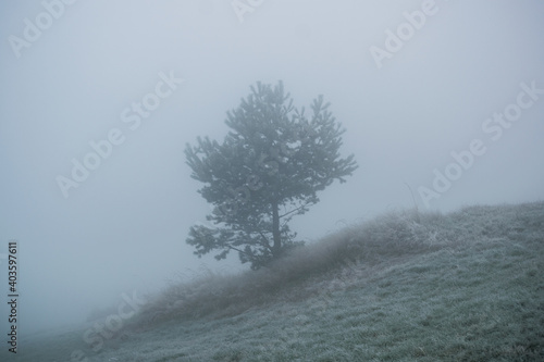 Tree on a meadow in fog