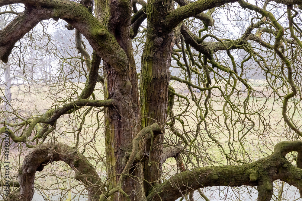 Fototapeta premium tree in the park