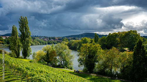 Weinanbau am Main bei Aschaffenburg