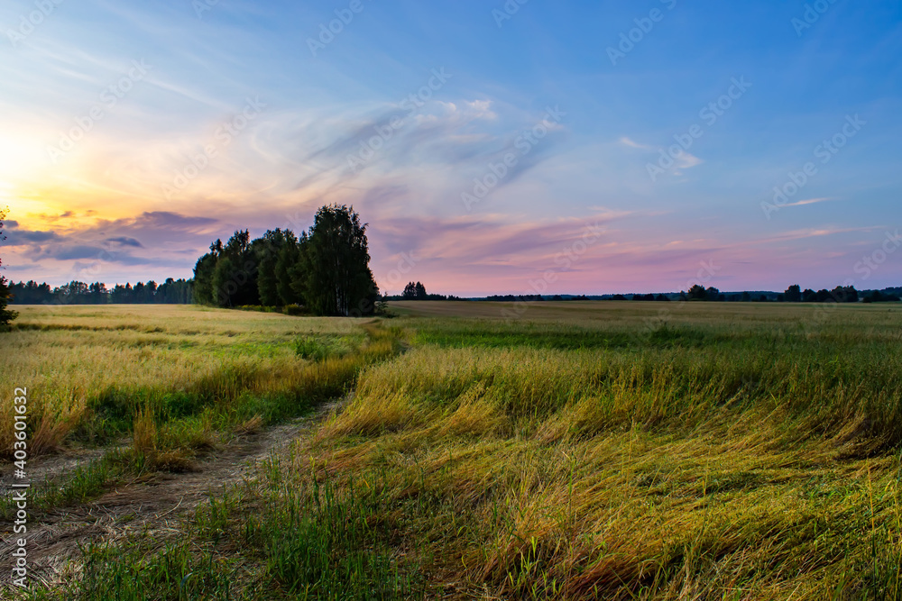 Obraz premium Beautiful summer sunset in the field. Idea of a rich harvest.