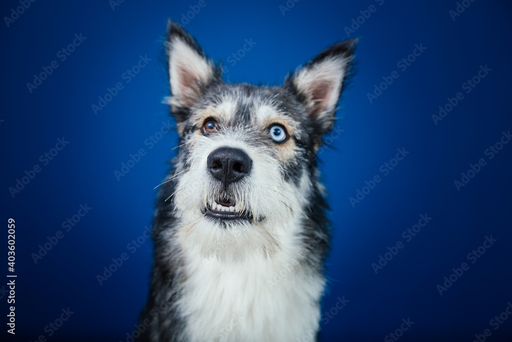 Fototapeta premium Beautiful mix-breed bi-eyed husky dog against blue background. 