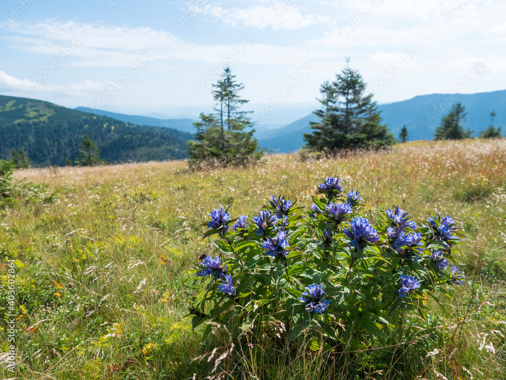 blue blooming gentian flower bush at mountain meadow, grassy green hill slope with spruce tree and pine scrub at ridge of Low Tatras mountains, Slovakia, summer sunny day