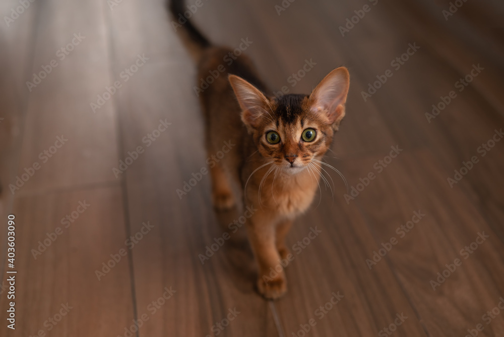 Little kitten somali breed cat looking to the camera and asking or waiting for some food or attention