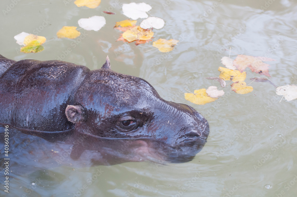 Fototapeta premium hippopotamus swims in the river and dives