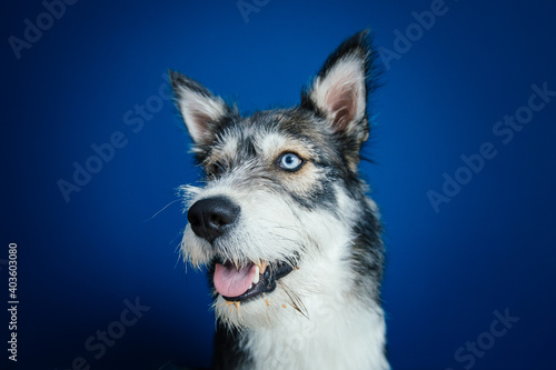 Beautiful mix-breed bi-eyed husky dog against blue background. 