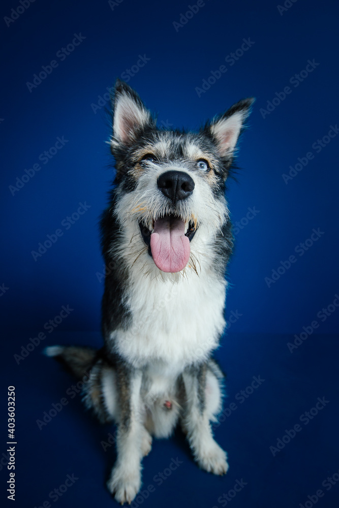 Beautiful mix-breed bi-eyed husky dog against blue background. 