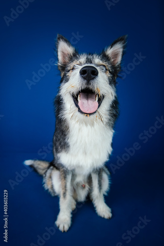 Beautiful mix-breed bi-eyed husky dog against blue background.  © belyaaa