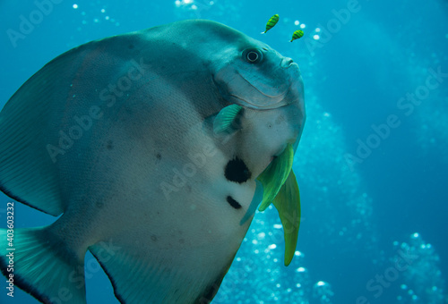 Batfish close up Seychelles Indian ocean photo