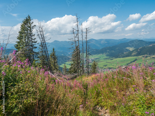 view on village Liptovska Luzna with pink blooming flowers at foothills of Low Tatras mountains with mountains. Slovakia, summer sunny day, blue sky white clouds background