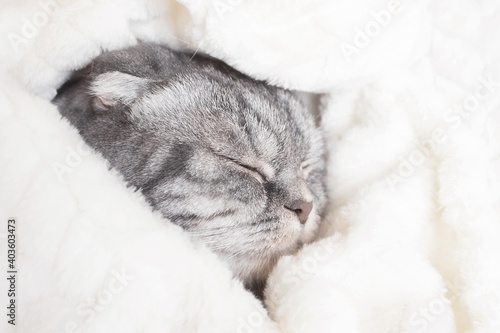 The gray Scottish fold cat sleeps wrapped in a warm beige plaid. Cozy cute warm home concept with a pet... © Ольга Холявина