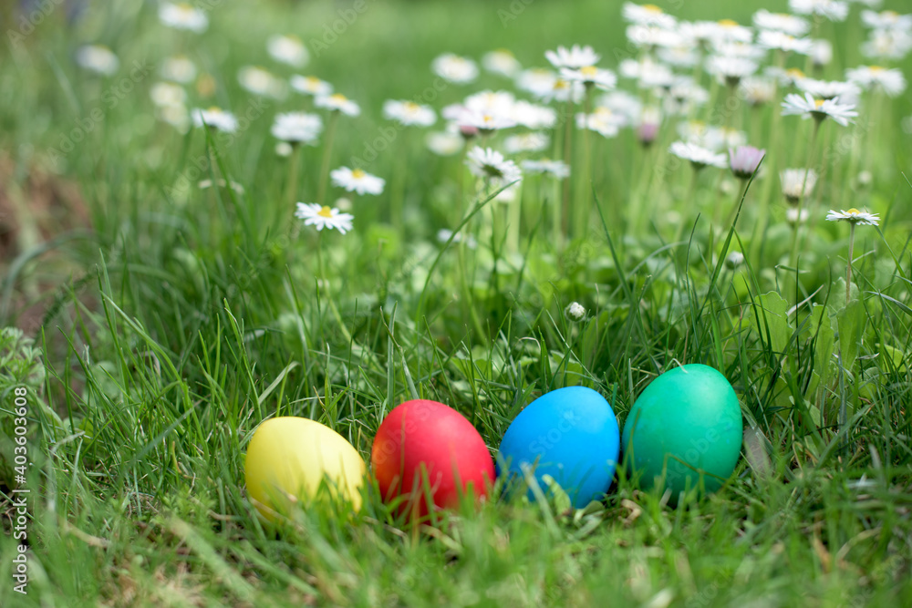 Easter hunt - red, yellow, green, blue eggs in a row in a lawn with daisies