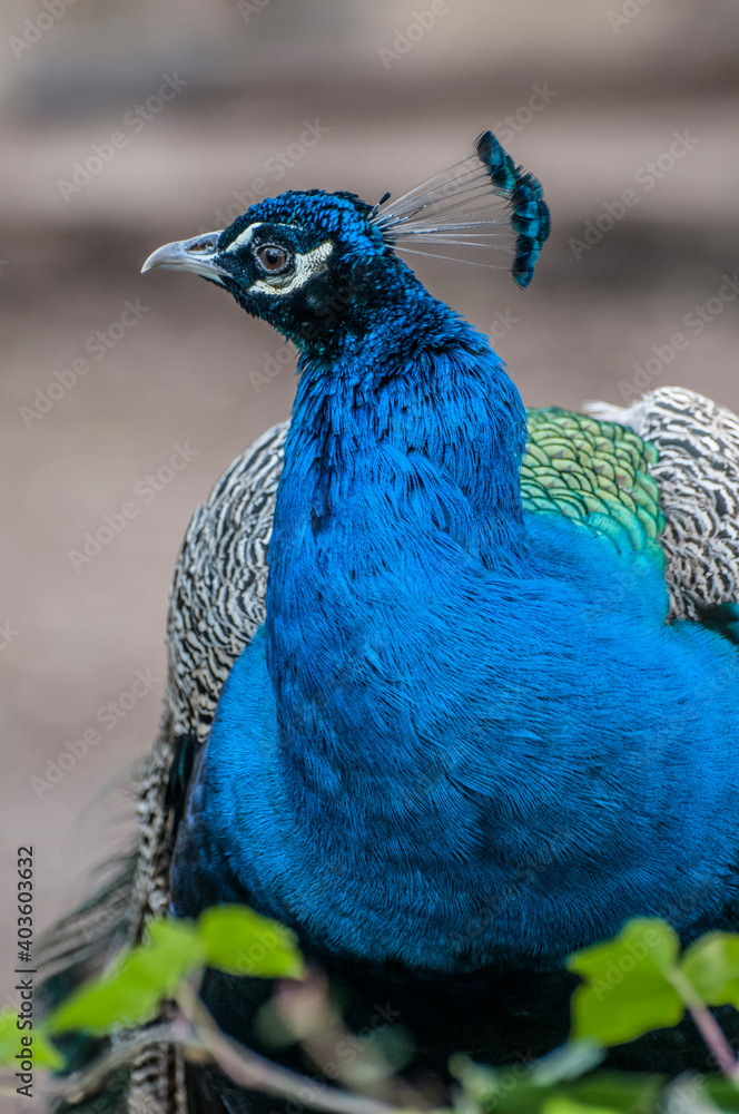 Obraz premium blue peacock head, peacock close up
