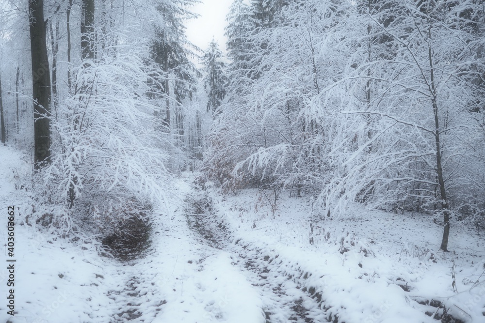 Obraz premium snow covered trees