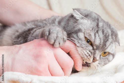A gray striped Scottish Fold cat bites a man's hand. The concept of aggression, anger, raising pets.