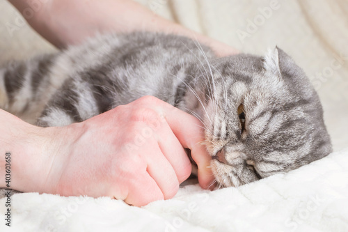 A gray striped Scottish Fold cat bites a man's hand. The concept of aggression, anger, raising pets.