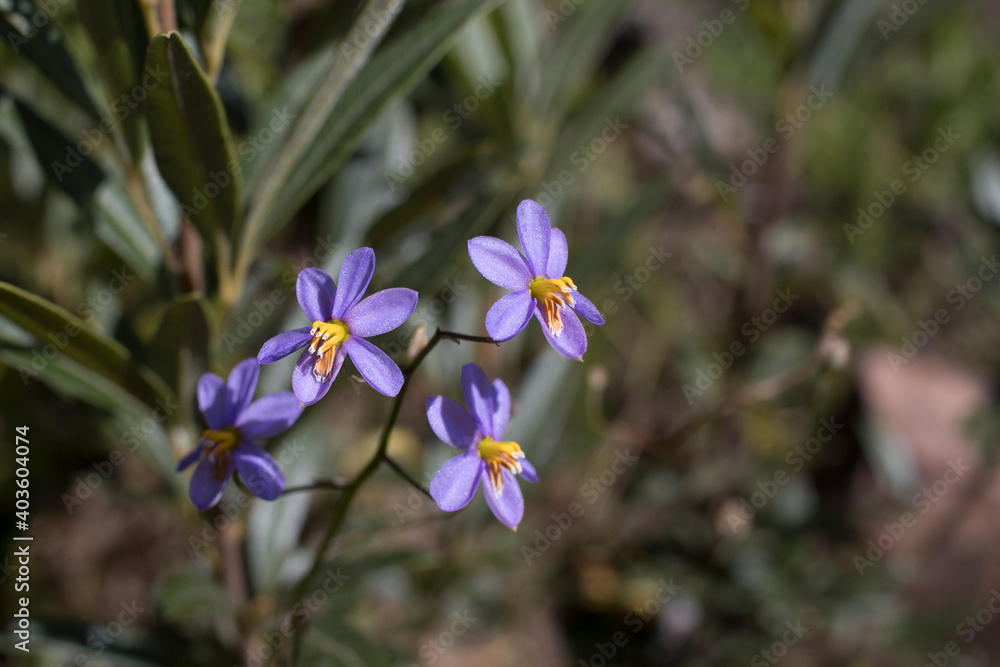 Close up of the small purple Cyanella hyacinthoides flowers (ladys hand or Raaptoluintjie) Close up of the small purple Cyanella hyacinthoides flowers (ladys hand or Raaptoluintjie)