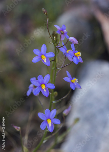 Close up of the small purple Cyanella hyacinthoides flowers (ladys hand or Raaptoluintjie) photo