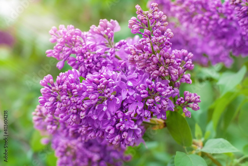 Violet lilac flowers close-up with sun rays and bokeh spring background or summer background