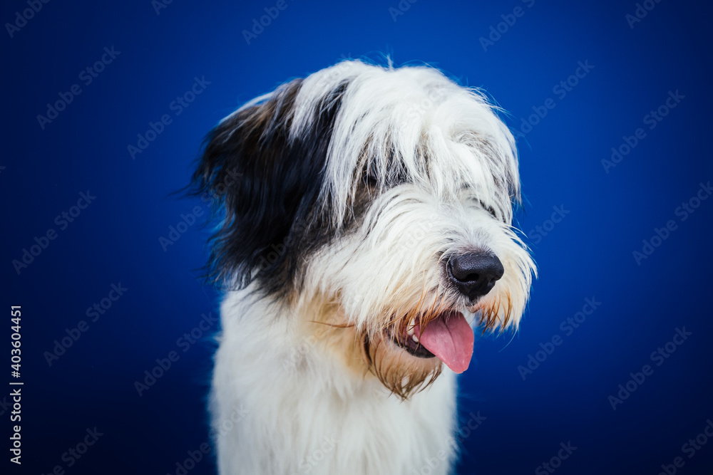 Romanian Mioritic shepherd puppy posing against blue background. 