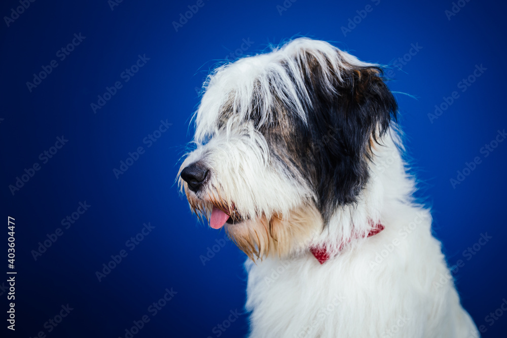 Romanian Mioritic shepherd puppy posing against blue background. 
