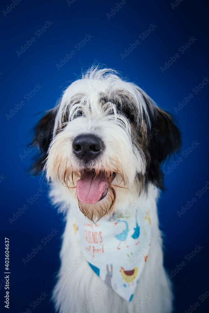 Romanian Mioritic shepherd puppy posing against blue background. Romanian Mioritic shepherd puppy posing against blue background.