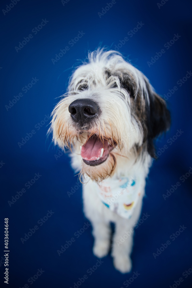 Romanian Mioritic shepherd puppy posing against blue background. Romanian Mioritic shepherd puppy posing against blue background.