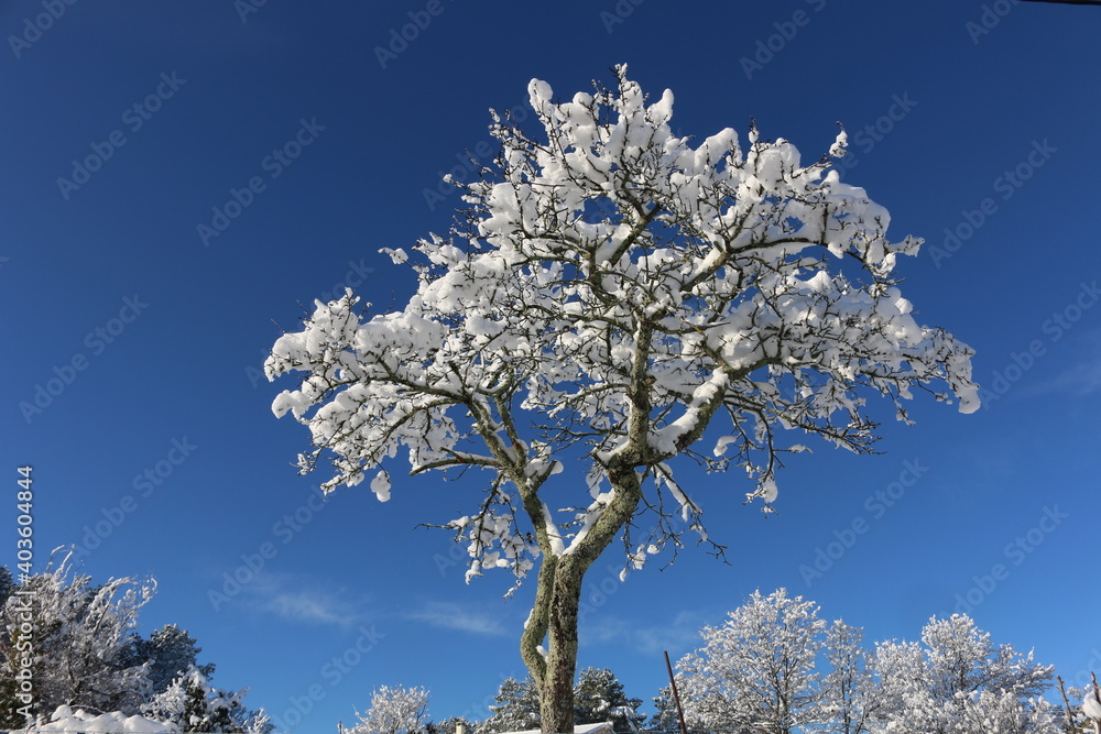 Naklejka premium Arbre en hiver