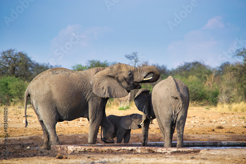 Elephant family taking care of young calf at waterhole in Etosha  Namibia