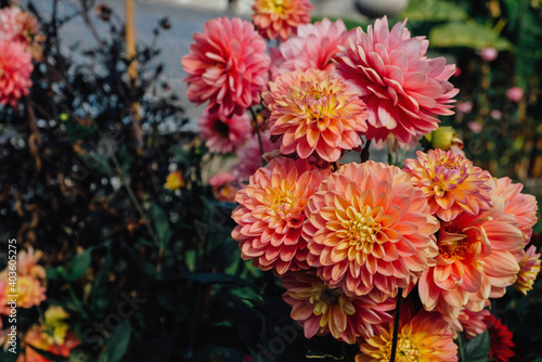 Beautiful coral pink dahlia flowers in full bloom in the garden  close up. Natural floral background.
