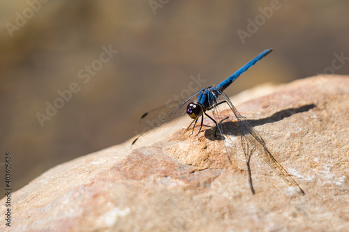 Navy Dropwing (Trithemis furva) blue dragonfly perched on a rock by a stream © MWolf Images