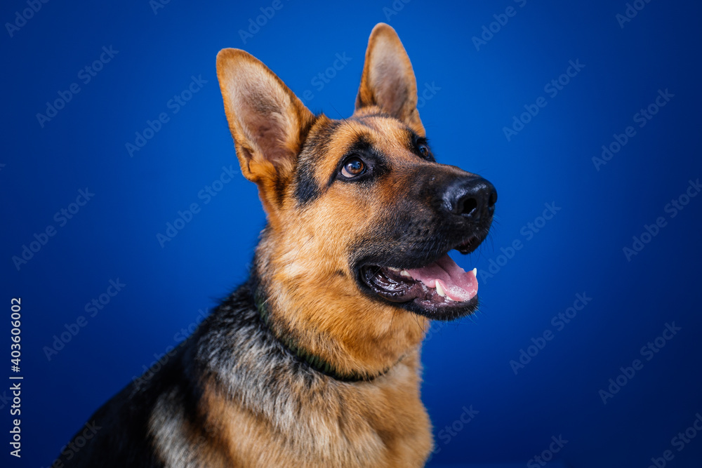 Beautiful German shepherd dog against blue background. Beautiful German shepherd dog against blue background.