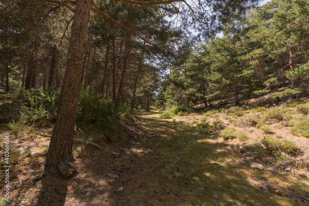 pine forest in Sierra Nevada in southern Spain pine forest in Sierra Nevada in southern Spain