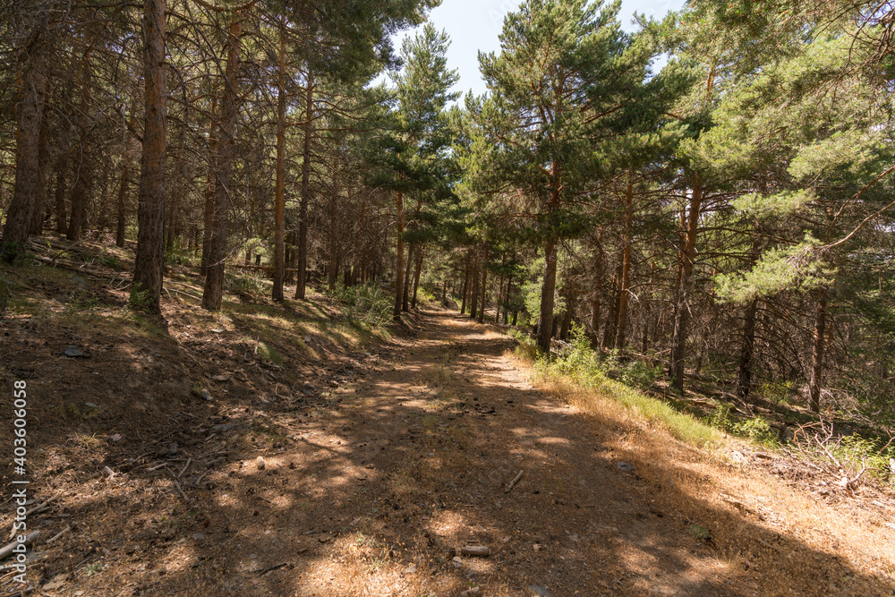pine forest in Sierra Nevada in southern Spain pine forest in Sierra Nevada in southern Spain