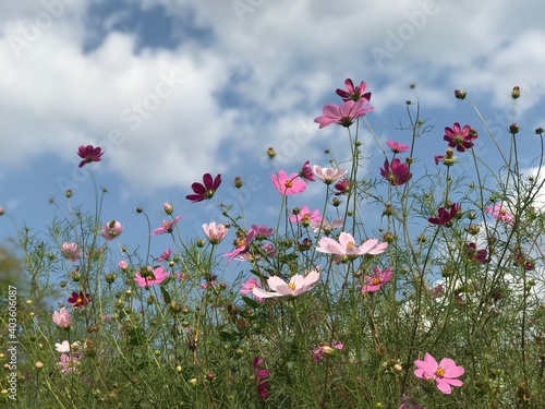 Fototapeta Naklejka Na Ścianę i Meble -  summer flowers Ukraine Rivne 1 September 2018