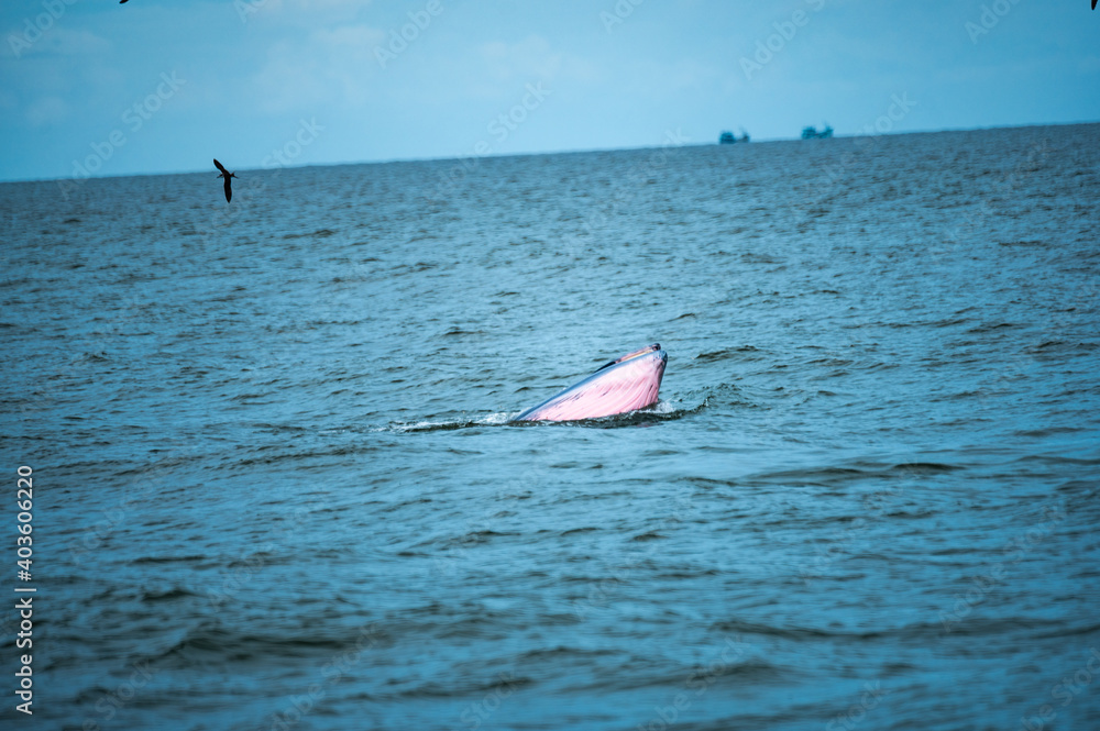 Bryde's whale or Eden's whale in the tropical sea