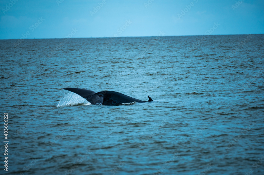 Obraz premium Bryde's whale or Eden's whale in the tropical sea