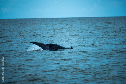 Bryde s whale or Eden s whale in the tropical sea