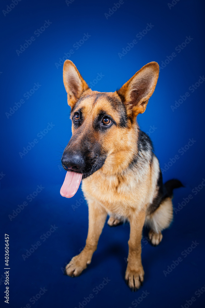 Beautiful German shepherd dog against blue background. Beautiful German shepherd dog against blue background.