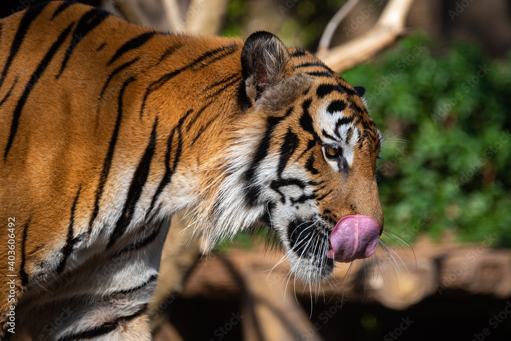 tiger wildlife mammal predator, wild carnivore animal, bengal tiger showing in zoo tiger wildlife mammal predator, wild carnivore animal, bengal tiger showing in zoo