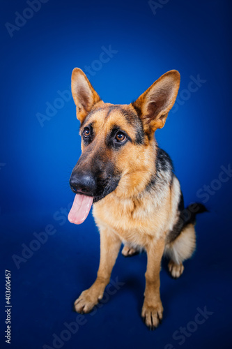 Beautiful German shepherd dog against blue background. 